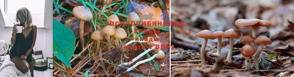 крисы Балахна